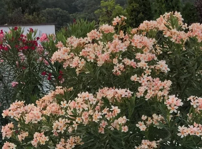 Polaris Yacht Appartement